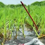 Deni dapat gabus dengan berat 1 kg di kampung Pondok lor.
