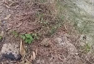 IMG-20260926-WA0278